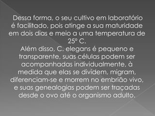 Dessa forma, o seu cultivo em laboratório
 é facilitado, pois atinge a sua maturidade
em dois dias e meio a uma temperatura de
                     25º C.
     Além disso, C. elegans é pequeno e
    transparente, suas células podem ser
     acompanhadas individualmente, à
   medida que elas se dividem, migram,
diferenciam-se e morrem no embrião vivo,
  e suas genealogias podem ser traçadas
    desde o ovo até o organismo adulto.
 