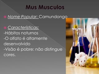    Nome Popular: Camundongo

 Características:
-Hábitos noturnos
-O olfato é altamente
desenvolvido
-Visão é pobre: não distingue
cores.
 