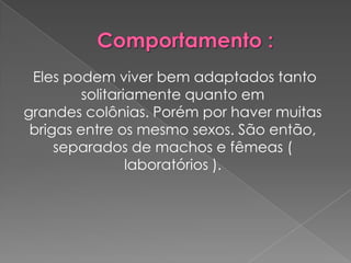 Eles podem viver bem adaptados tanto
         solitariamente quanto em
grandes colônias. Porém por haver muitas
 brigas entre os mesmo sexos. São então,
     separados de machos e fêmeas (
                 laboratórios ).
 