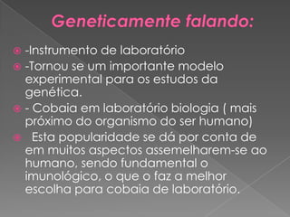  -Instrumento de laboratório
 -Tornou se um importante modelo
  experimental para os estudos da
  genética.
 - Cobaia em laboratório biologia ( mais
  próximo do organismo do ser humano)
 Esta popularidade se dá por conta de
  em muitos aspectos assemelharem-se ao
  humano, sendo fundamental o
  imunológico, o que o faz a melhor
  escolha para cobaia de laboratório.
 
