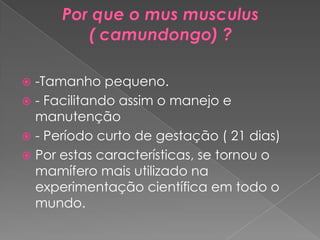  -Tamanho pequeno.
 - Facilitando assim o manejo e
  manutenção
 - Período curto de gestação ( 21 dias)
 Por estas características, se tornou o
  mamífero mais utilizado na
  experimentação científica em todo o
  mundo.
 