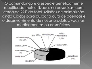 O camundongo é a espécie geneticamente
 modificada mais utilizadas na pesquisas, com
 cerca de 97% do total. Milhões de animais são
ainda usados para buscar a cura de doenças e
o desenvolvimento de novos produtos, vacinas,
        medicamentos ou cosméticos.
 