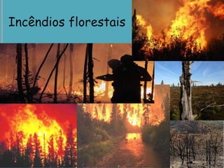 Incêndios florestais
 