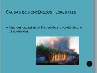 CAUSAS DOS INCÊNDIOS FLORESTAIS
 Uma das causas mais frequente é o vandalismo, e
as queimadas.
 