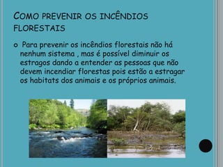COMO PREVENIR OS INCÊNDIOS
FLORESTAIS
 Para prevenir os incêndios florestais não há
nenhum sistema , mas é possível diminuir os
estragos dando a entender as pessoas que não
devem incendiar florestas pois estão a estragar
os habitats dos animais e os próprios animais.
 