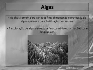  o sal marinho (extraído através da evaporação da água do mar).