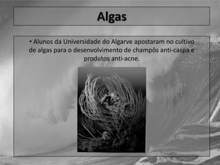  e o sal de rocha (retirado das minas subterrâneas que são resultantes de mares e lagos antigos que secaram).SalO processo de extracção é, ainda hoje, totalmente artesanal, sendo necessário recorrer à embarcação tradicional para transportar o sal produzido nas ilhas para os locais de armazenagem e processamento, como é o caso dos palheiros no canal de S. Roque, na zona antiga da cidade de Aveiro.Algas As algas servem para variados fins: alimentação e protecção de alguns peixes e para fertilização de campos.