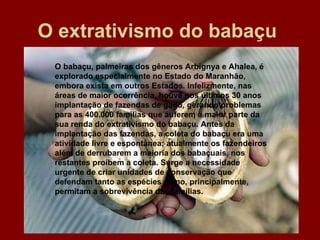 O extrativismo do babaçu   O babaçu, palmeiras dos gêneros Arbignya e Ahalea, é explorado especialmente no Estado do Maranhão, embora exista em outros Estados. Infelizmente, nas áreas de maior ocorrência, houve nos últimos 30 anos implantação de fazendas de gado, gerando problemas para as 400.000 famílias que auferem a maior parte da sua renda do extrativismo do babaçu. Antes da implantação das fazendas, a coleta do babaçu era uma atividade livre e espontânea; atualmente os fazendeiros além de derrubarem a maioria dos babaçuais, nos restantes proíbem a coleta. Surge a necessidade urgente de criar unidades de conservação que defendam tanto as espécies como, principalmente, permitam a sobrevivência das famílias. 