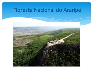 Floresta Nacional do Araripe
 