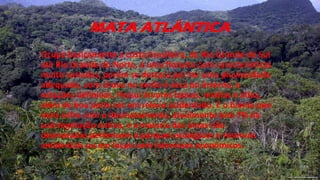 MATA ATLÂNTICA
Ocupa basicamente a costa brasileira, do Rio Grande do Sul
até Rio Grande do Norte, é uma floresta com características
muito variadas, porém se destaca por ter uma pluviosidade
adequada, com chuva no verão e seca no inverno, e
estações definidas. Possui árvores baixas, médias e altas,
além de boa parte ser em relevo acidentado. É o bioma que
mais sofre com o desmatamento, atualmente tem 7% da
sua vegetação nativa, e a maioria das áreas não
desmatadas pertencem a parques ecológicos e reservas
ambientais ou em locais sem interesses econômicos.
 