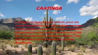 CAATINGA
A caatinga é um bioma exclusivo do Brasil, possui solo
arenoso, extremamente seco. Cobre praticamente todo o
nordeste brasileiro e o norte de Minas Gerais. Se destaca
pela presença de cactos e ausência de árvores de grande
porte, com predominância de pequenos arbustos. Sofre
desmatamento através do extrativismo, causando
desertificação.
 