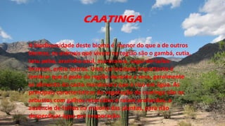 CAATINGA
A biodiversidade deste bioma é menor do que a de outros
biomas, os animais que vivem na região são o gambá, cutia,
tatu peba, ararinha-azul, asa-branca, sagui-de-tufos-
brancos, entre outros. Uma curiosidade importante é
lembrar que o gado da região durante a seca, geralmente
se alimenta do cacto mandacaru que é rico em água. As
principais características da vegetação da caatinga são os
arbustos com galhos retorcidos e raízes profundas, a
ausência de folhas na maioria das plantas, para não
desperdiçar água por evaporação.
 
