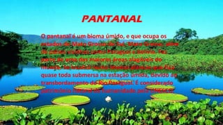 PANTANAL
O pantanal é um bioma úmido, e que ocupa os
estados do Mato Grosso do Sul, Mato Grosso, além
de países vizinhos como Paraguai e Bolívia. Faz
parte de uma das maiores áreas alagáveis do
mundo. Se localiza numa imensa planície que fica
quase toda submersa na estação úmida, devido ao
transbordamento do Rio Paraguai. É considerado
patrimônio natural da humanidade pela UNESCO.
 