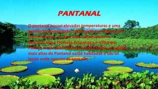 PANTANAL
O pantanal possui elevadas temperaturas e uma
grande biodiversidade, com inúmeras misturas de
outros biomas. Os que mais influenciam no
Pantanal são a Floresta Amazônica e o Pampa.
Porém, o solo deste bioma é muito frágil, as regiões
mais altas do Pantanal estão habitadas e são os
locais onde nascem os seus rios
 