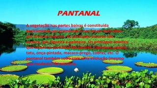 PANTANAL
A vegetação nas partes baixas é constituída
basicamente por gramíneas e nos locais mais altos
por árvores maiores. As principais árvores são
aroeira, ipê, figueira e palmeira. Os principais animais
que vivem no pantanal são jacarés, capivaras, peixes,
tatu, onça-pintada, macaco-prego, cobras, etc. O
pantanal também sofre com uma evolução (mesmo
que modesta) da pecuária.
 