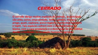 CERRADO
O cerrado abriga muitas espécies de animais, as principais
são anta, cervo, onça-pintada, lontra, gambá, macaco-
prego, quati, capivara, porco-espinho, tamanduá-bandeira
e tapiti. Tais espécies sofrem com o desmatamento do
bioma, com a caça predatória e a destruição de seu habitat
devido a facilidade na ocupação humana e agrícola.
 