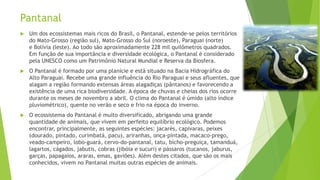 Pantanal


Um dos ecossistemas mais ricos do Brasil, o Pantanal, estende-se pelos territórios
do Mato-Grosso (região sul), Mato-Grosso do Sul (noroeste), Paraguai (norte)
e Bolívia (leste). Ao todo são aproximadamente 228 mil quilômetros quadrados.
Em função de sua importância e diversidade ecológica, o Pantanal é considerado
pela UNESCO como um Patrimônio Natural Mundial e Reserva da Biosfera.



O Pantanal é formado por uma planície e está situado na Bacia Hidrográfica do
Alto Paraguai. Recebe uma grande influência do Rio Paraguai e seus afluentes, que
alagam a região formando extensas áreas alagadiças (pântanos) e favorecendo a
existência de uma rica biodiversidade. A época de chuvas e cheias dos rios ocorre
durante os meses de novembro a abril. O clima do Pantanal é úmido (alto índice
pluviométrico), quente no verão e seco e frio na época do inverno.



O ecossistema do Pantanal é muito diversificado, abrigando uma grande
quantidade de animais, que vivem em perfeito equilíbrio ecológico. Podemos
encontrar, principalmente, as seguintes espécies: jacarés, capivaras, peixes
(dourado, pintado, curimbatá, pacu), ariranhas, onça-pintada, macaco-prego,
veado-campeiro, lobo-guará, cervo-do-pantanal, tatu, bicho-preguiça, tamanduá,
lagartos, cágados, jabutis, cobras (jibóia e sucuri) e pássaros (tucanos, jaburus,
garças, papagaios, araras, emas, gaviões). Além destes citados, que são os mais
conhecidos, vivem no Pantanal muitas outras espécies de animais.

 