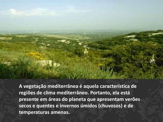 A vegetação mediterrânea é aquela característica de 
regiões de clima mediterrâneo. Portanto, ela está 
presente em áreas do planeta que apresentam verões 
secos e quentes e invernos úmidos (chuvosos) e de 
temperaturas amenas. 
 