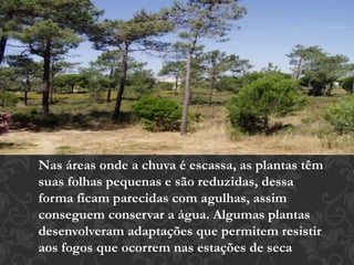 Nas áreas onde a chuva é escassa, as plantas têm 
suas folhas pequenas e são reduzidas, dessa 
forma ficam parecidas com agulhas, assim 
conseguem conservar a água. Algumas plantas 
desenvolveram adaptações que permitem resistir 
aos fogos que ocorrem nas estações de seca 
 