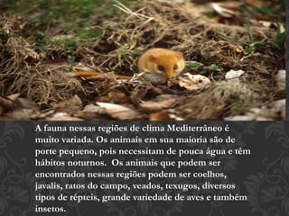 A fauna nessas regiões de clima Mediterrâneo é 
muito variada. Os animais em sua maioria são de 
porte pequeno, pois necessitam de pouca água e têm 
hábitos noturnos. Os animais que podem ser 
encontrados nessas regiões podem ser coelhos, 
javalis, ratos do campo, veados, texugos, diversos 
tipos de répteis, grande variedade de aves e também 
insetos. 
 
