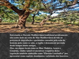 Entretanto, a Floresta Mediterrânea tradicional praticamente 
não existe mais na costa do Mar Mediterrâneo devido ao 
processo de degradação e queimadas causadas pela ação do 
homem, pois, como se sabe, a região é densamente povoada 
desde tempos muito antigos. 
Mas, em alguns locais como as Ilhas Madeira, Açores e 
Canárias, Ainda é possível encontrar resquícios dessa 
vegetação também conhecida como “Floresta Laurissilva” por 
apresentar como espécies dominantes variedades dos loureiros. 
 