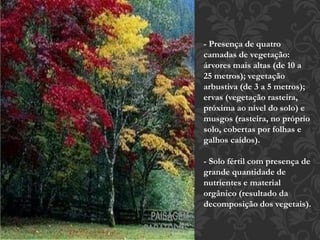 - Presença de quatro 
camadas de vegetação: 
árvores mais altas (de 10 a 
25 metros); vegetação 
arbustiva (de 3 a 5 metros); 
ervas (vegetação rasteira, 
próxima ao nível do solo) e 
musgos (rasteira, no próprio 
solo, cobertas por folhas e 
galhos caídos). 
- Solo fértil com presença de 
grande quantidade de 
nutrientes e material 
orgânico (resultado da 
decomposição dos vegetais). 
 
