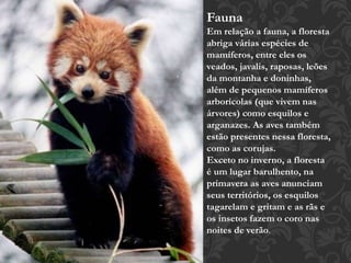 Fauna 
Em relação a fauna, a floresta 
abriga várias espécies de 
mamíferos, entre eles os 
veados, javalis, raposas, leões 
da montanha e doninhas, 
além de pequenos mamíferos 
arborícolas (que vivem nas 
árvores) como esquilos e 
arganazes. As aves também 
estão presentes nessa floresta, 
como as corujas. 
Exceto no inverno, a floresta 
é um lugar barulhento, na 
primavera as aves anunciam 
seus territórios, os esquilos 
tagarelam e gritam e as rãs e 
os insetos fazem o coro nas 
noites de verão. 
 