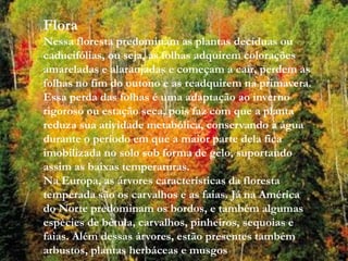 Flora 
Nessa floresta predominam as plantas decíduas ou 
caducifólias, ou seja, as folhas adquirem colorações 
amareladas e alaranjadas e começam a cair, perdem as 
folhas no fim do outono e as readquirem na primavera. 
Essa perda das folhas é uma adaptação ao inverno 
rigoroso ou estação seca, pois faz com que a planta 
reduza sua atividade metabólica, conservando a água 
durante o período em que a maior parte dela fica 
imobilizada no solo sob forma de gelo, suportando 
assim as baixas temperaturas. 
Na Europa, as árvores características da floresta 
temperada são os carvalhos e as faias. Já na América 
do Norte predominam os bordos, e também algumas 
espécies de bétula, carvalhos, pinheiros, sequoias e 
faias. Além dessas árvores, estão presentes também 
arbustos, plantas herbáceas e musgos 
 