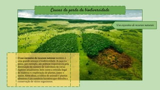 Causas da perda da biodiversidade
Uso excessivo de recursos naturais
O uso excessivo de recursos naturais também é
uma grande ameaça à biodiversidade. A caça e a
pesca, por exemplo, são práticas responsáveis pela
diminuição do número de indivíduos de várias
espécies anualmente, bem como a retirada ilegal
de madeira e a exploração de plantas, como o
xaxim. Além disso, o tráfico de animais e plantas
silvestres é um comércio lucrativo que dificulta a
conservação de vários organismos.
 