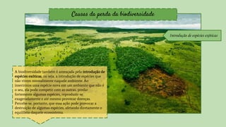 Causas da perda da biodiversidade
Introdução de espécies exóticas
A biodiversidade também é ameaçada pela introdução de
espécies exóticas, ou seja, a introdução de espécies que
não vivem normalmente naquele ambiente. Ao
inserirmos uma espécie nova em um ambiente que não é
o seu, ela pode competir com as outras, predar
fortemente algumas espécies, reproduzir-se
exageradamente e até mesmo provocar doenças.
Percebe-se, portanto, que essa ação pode provocar a
destruição de algumas espécies, afetando diretamente o
equilíbrio daquele ecossistema.
 