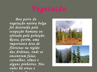 Vegetação Boa parte da vegetação nativa belga foi destruída pela ocupação humana ou afetada pela poluição. Resta, porém, uma importante área de florestas na região  das Ardenas, onde se encontram faias, carvalhos, olmos e alguns pinheiros. Nos vales há ervas e plantas silvestres.   