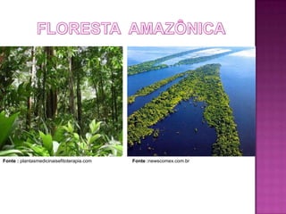 Fonte : plantasmedicinaisefitoterapia.com   Fonte :newscomex.com.br
 