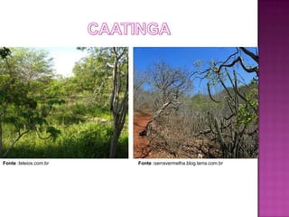 Fonte :teleios.com.br   Fonte :serravermelha.blog.terra.com.br
 