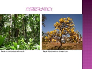 Fonte :encantosdocerrado.com.br   Fonte :blogdogabizao.blogspot.com
 