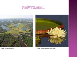 Fonte : pt.wikipedia.org   Fonte :pantanalecoturismo.tur.br
 