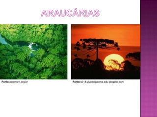 Fonte:apremavi.org.br   Fonte:s018.vivicleigabima.edu.glogster.com
 