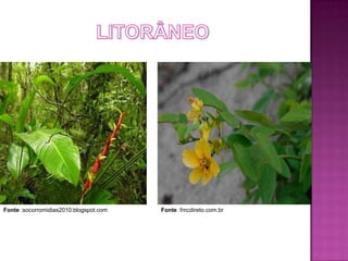 Fonte :socorromidias2010.blogspot.com   Fonte :fmcdireto.com.br
 