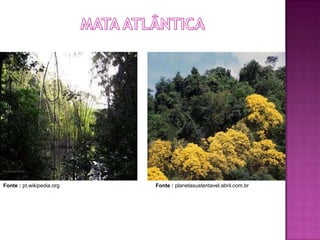 Fonte : pt.wikipedia.org   Fonte : planetasustentavel.abril.com.br
 