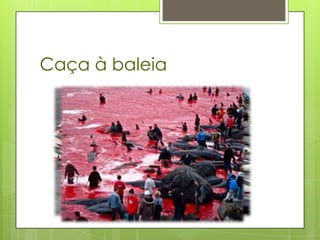 Caça à baleia
 