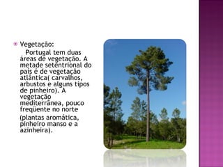 Vegetação:  Portugal tem duas áreas de vegetação. A metade setentrional do país é de vegetação atlântica( carvalhos, arbustos e alguns tipos de pinheiro). A vegetação mediterrânea, pouco freqüente no norte  (plantas aromática, pinheiro manso e a azinheira).  