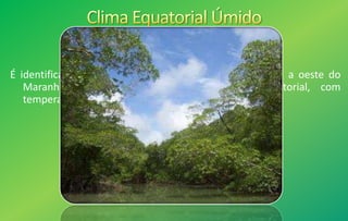 É identificado em uma restrita área da região localizada a oeste do
Maranhão, que sofre influência do clima equatorial, com
temperaturas elevadas e chuvas abundantes.
 