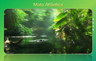 Também chamada de Floresta tropical úmida de encosta, a mata
atlântica estendia-se originalmente do Rio Grande do Norte até o
Rio Grande do Sul, porém em consequência dos desmatamentos
que ocorreram em função, principalmente, da indústria
açucareira, hoje só restam cerca de 5% da vegetação original.
 