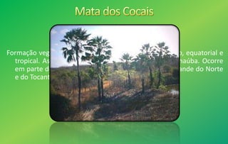 Formação vegetal de transição entre os climas semiárido, equatorial e
tropical. As espécies principais são o babaçu e a carnaúba. Ocorre
em parte do Maranhão, do Piauí, do Ceará, do Rio Grande do Norte
e do Tocantins na região Norte.
 