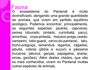 Fauna
 O ecossistema do Pantanal é muito
diversificado, abrigando uma grande quantidade
de animais, que vivem em perfeito equilíbrio
ecológico. Podemos encontrar, principalmente,
as seguintes espécies: jacarés, capivaras,
peixes (dourado, pintado, curimbatá, pacu),
ariranhas, onça-pintada, macaco-prego,veado-
campeiro, lobo-guará, cervo-do-pantanal, tatu,
bicho-preguiça, tamanduá, lagartos, cágados,
jabutis, cobras (jibóia e sucuri) e pássaros
(tucanos, jaburus, garças, papagaios, araras,
emas, gaviões). Além destes citados, que são
os mais conhecidos, vivem no Pantanal muitas
outras espécies de animais.
 