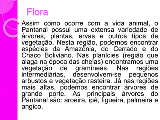 Flora
 Assim como ocorre com a vida animal, o
Pantanal possui uma extensa variedade de
árvores, plantas, ervas e outros tipos de
vegetação. Nesta região, podemos encontrar
espécies da Amazônia, do Cerrado e do
Chaco Boliviano. Nas planícies (região que
alaga na época das cheias) encontramos uma
vegetação de gramíneas. Nas regiões
intermediárias, desenvolvem-se pequenos
arbustos e vegetação rasteira. Já nas regiões
mais altas, podemos encontrar árvores de
grande porte. As principais árvores do
Pantanal são: aroeira, ipê, figueira, palmeira e
angico.
 