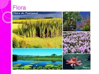 Flora
 