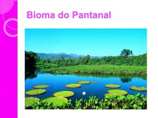 Bioma do Pantanal
 