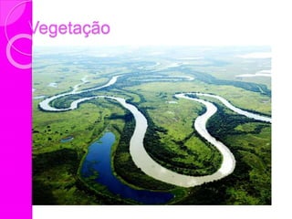 Vegetação
 