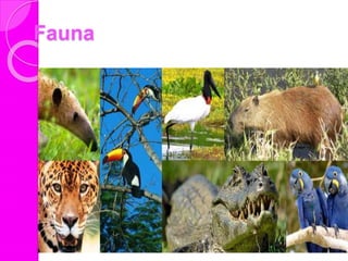 Fauna
 