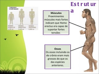 Estrutura Ossos Os ossos incluindo os do crânio eram mais grossos do que os das espécies anteriores. Músculos Proeminentes músculos mais fortes indicam que Homo erectus era capaz de suportar fortes tensões  